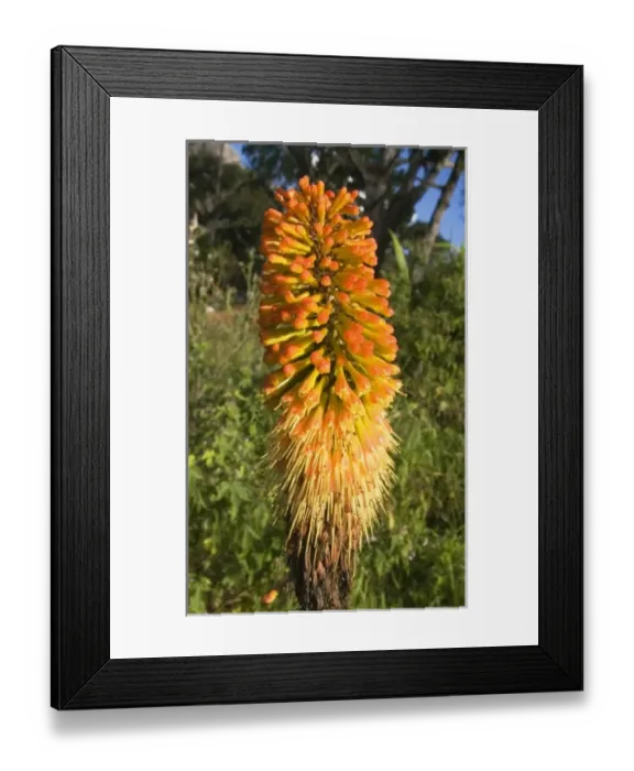 Framed Print : Africa, Malawi Framed Print : Africa, Malawi
