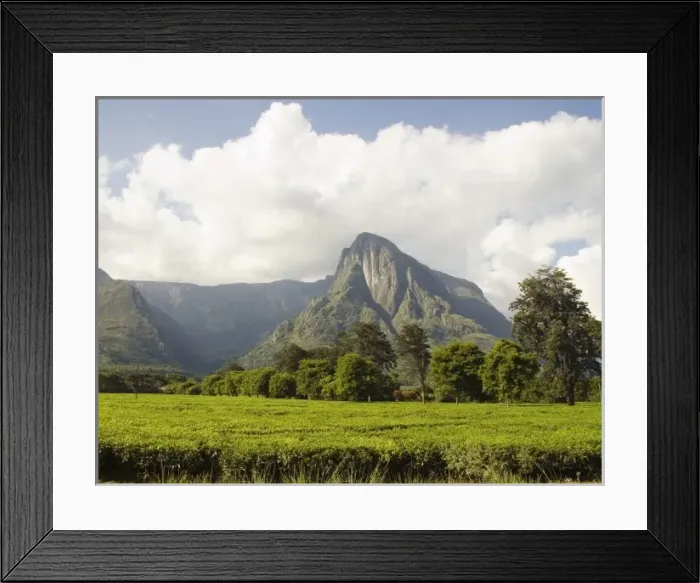Framed Print : Africa; Malawi; Mulanje; Mt. Mulanje; Mt. Mulanje behind tea estate