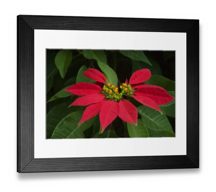 Framed Print : Africa; Malawi; Zomba; Poinsettia flower on Zomba mountain Framed Print : Africa; Malawi; Zomba; Poinsettia flower on Zomba mountain