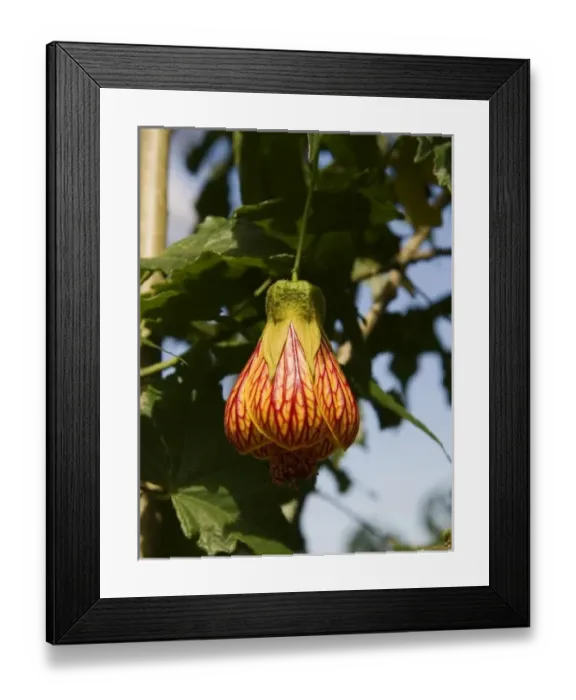 Framed Print : Africa, Malawi