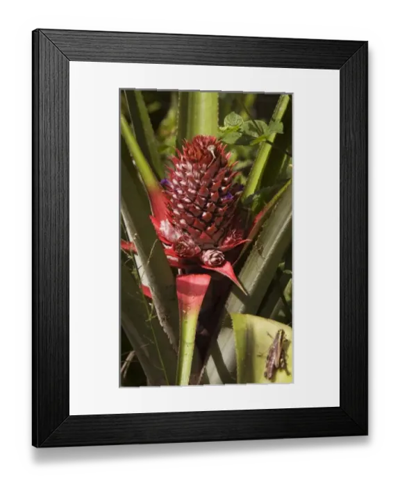 Framed Print : Africa, Malawi Framed Print : Africa, Malawi