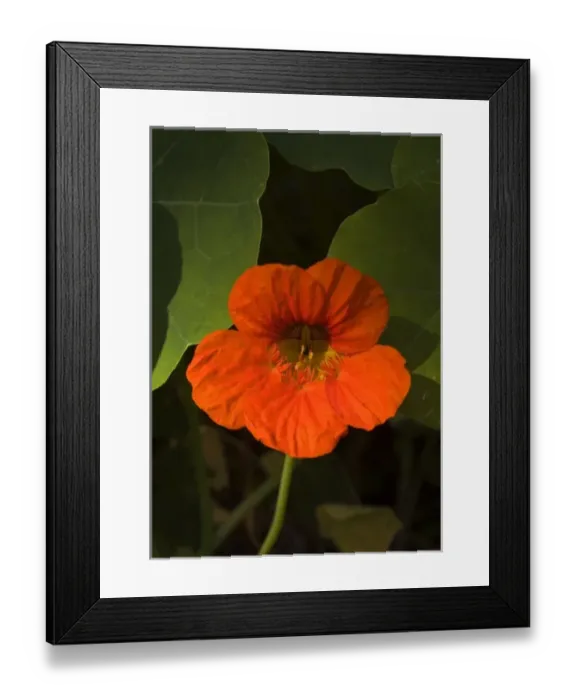 Framed Print : Africa; Malawi; Zomba; Red flower at Hotel Sunbird Ku Chawe Framed Print : Africa; Malawi; Zomba; Red flower at Hotel Sunbird Ku Chawe
