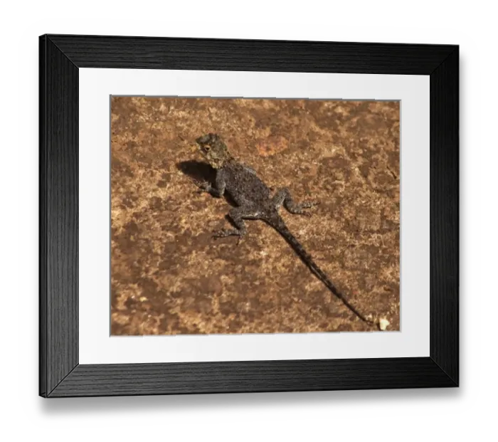 Framed Print : Africa; Malawi; Zomba; Brown lizard at Zomba Mountain Lodge