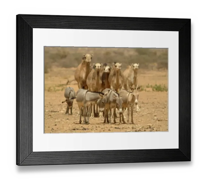 Framed Print : Africa, Mauritania Framed Print : Africa, Mauritania