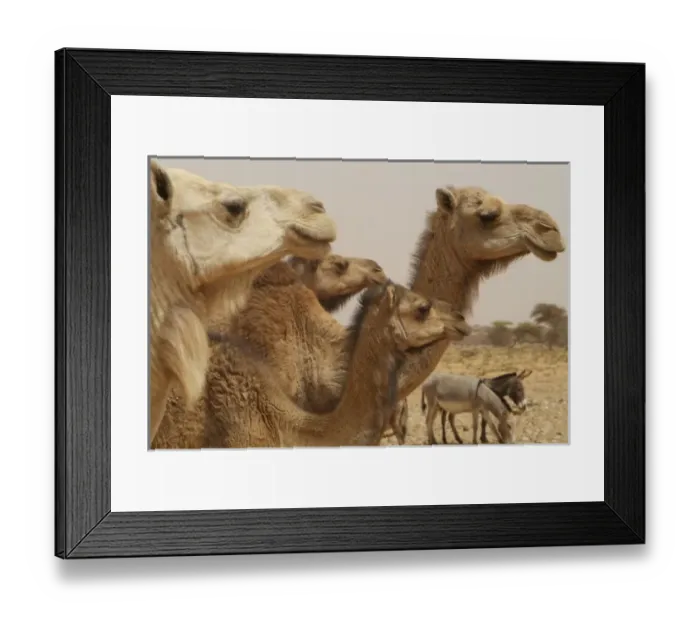 Framed Print : Mauritania, Adrar, dromedaries Framed Print : Mauritania, Adrar, dromedaries