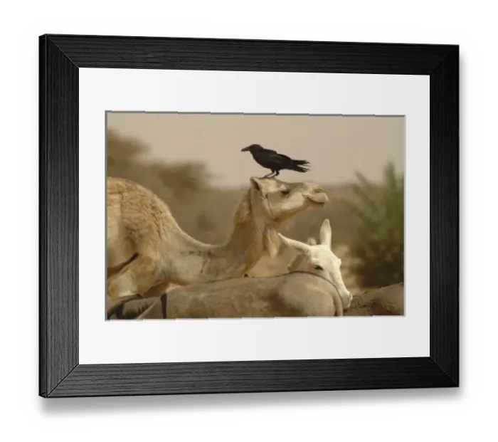 Framed Print : Mauritania, Adrar, Dromedaries and a Craw Framed Print : Mauritania, Adrar, Dromedaries and a Craw