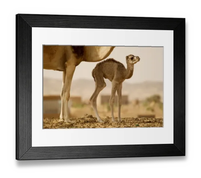 Framed Print : Africa, Mauritania Framed Print : Africa, Mauritania