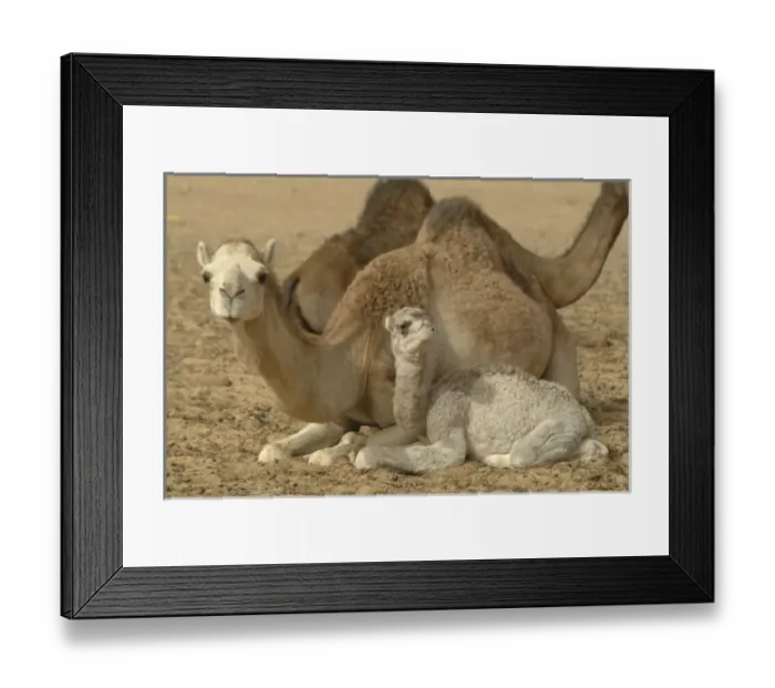 Framed Print : Africa, Mauritania Framed Print : Africa, Mauritania