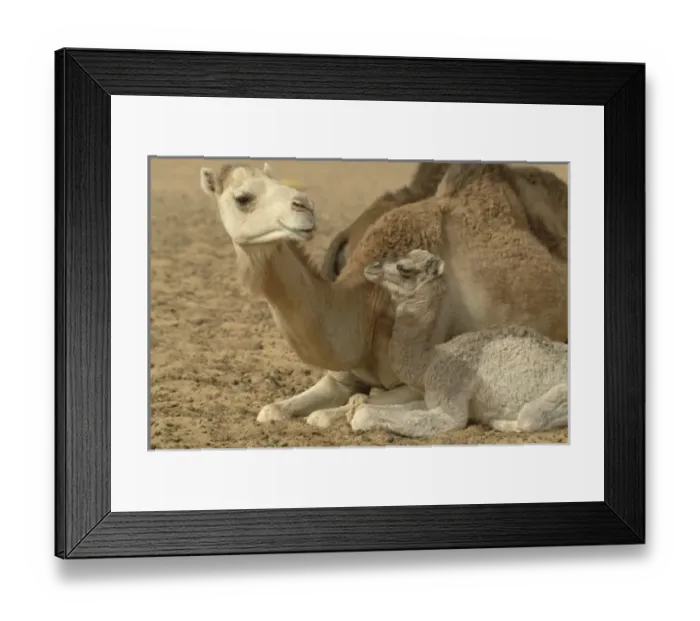 Framed Print : Africa, Mauritania