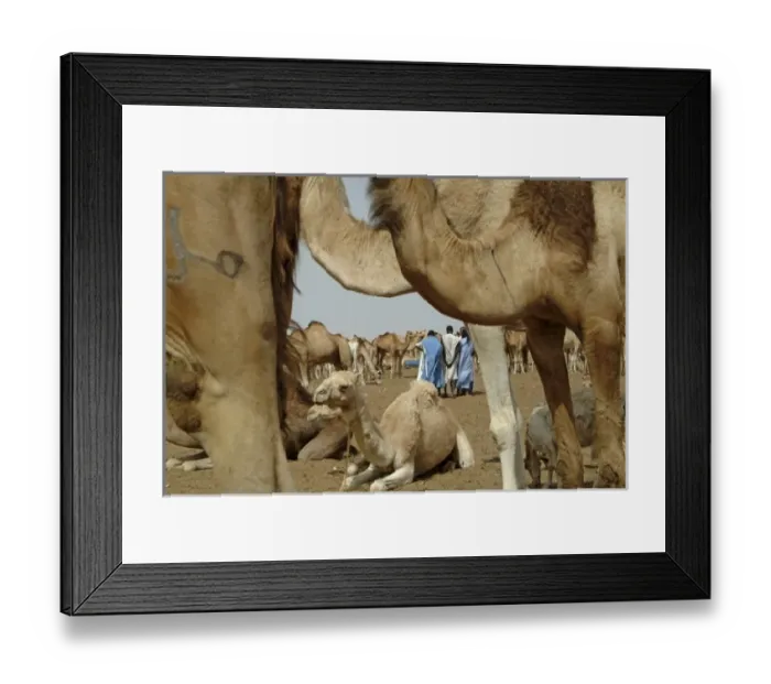 Framed Print : Mauritania, Nouakchott, Dromedaries in the animals market