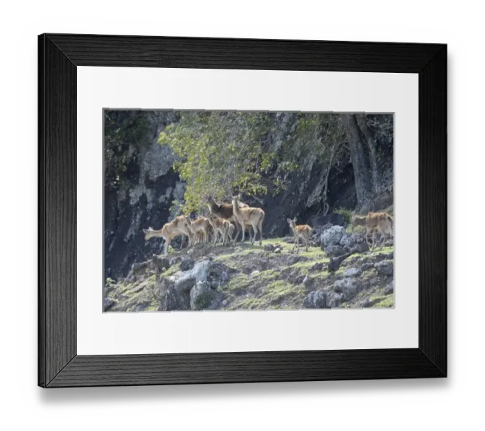 Framed Print : Africa, Mauritius Framed Print : Africa, Mauritius