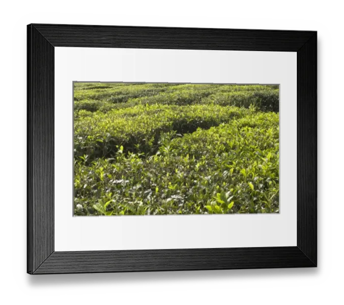Framed Print : Mauritius. Bois Cheri Tea Estate produces 7 different types of black tea Framed Print : Mauritius. Bois Cheri Tea Estate produces 7 different types of black tea