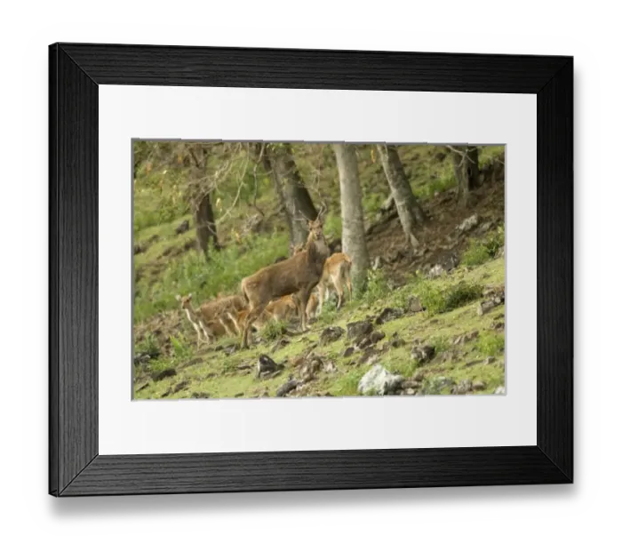 Framed Print : Africa, Mauritius Framed Print : Africa, Mauritius