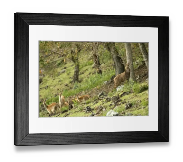 Framed Print : Africa, Mauritius Framed Print : Africa, Mauritius