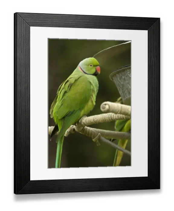 Framed Print : Africa, Mauritius