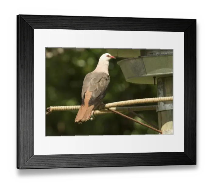 Framed Print : Africa, Mauritius Framed Print : Africa, Mauritius