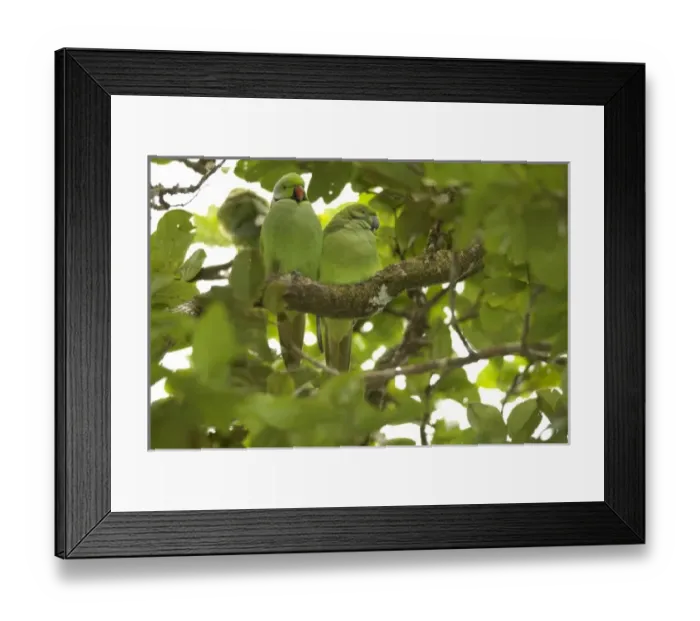 Framed Print : Mauritius, Black River Gorges. The Mauritius Echo parakeet, Psittacula eques, is