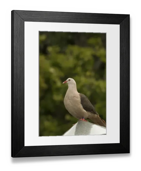 Framed Print : Africa, Mauritius Framed Print : Africa, Mauritius