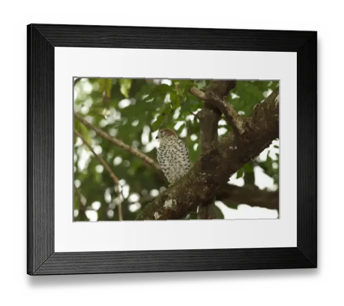 Framed Print : Africa, Mauritius