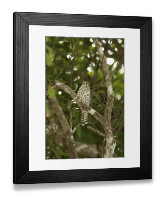 Framed Print : Africa, Mauritius Framed Print : Africa, Mauritius