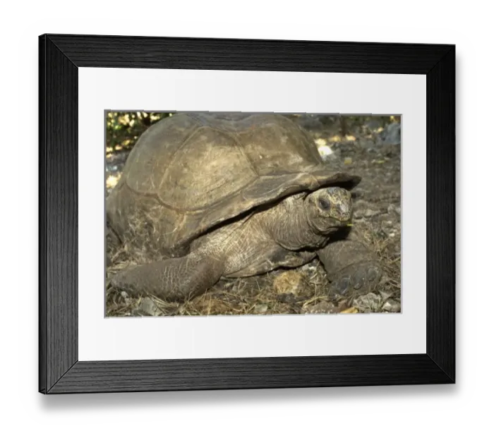 Framed Print : Africa, Mauritius Framed Print : Africa, Mauritius