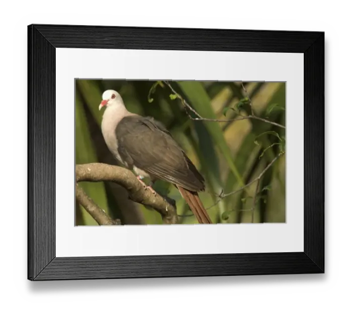 Framed Print : Africa, Mauritius Framed Print : Africa, Mauritius