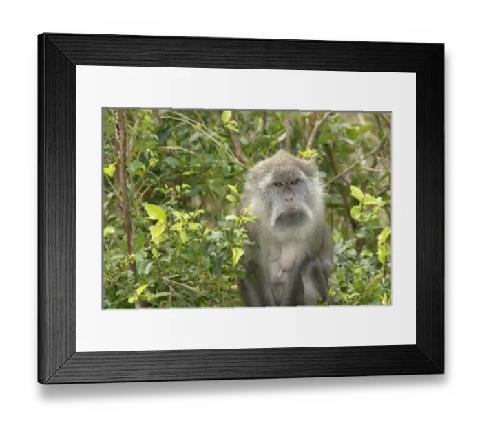 Framed Print : Africa, Mauritius Framed Print : Africa, Mauritius
