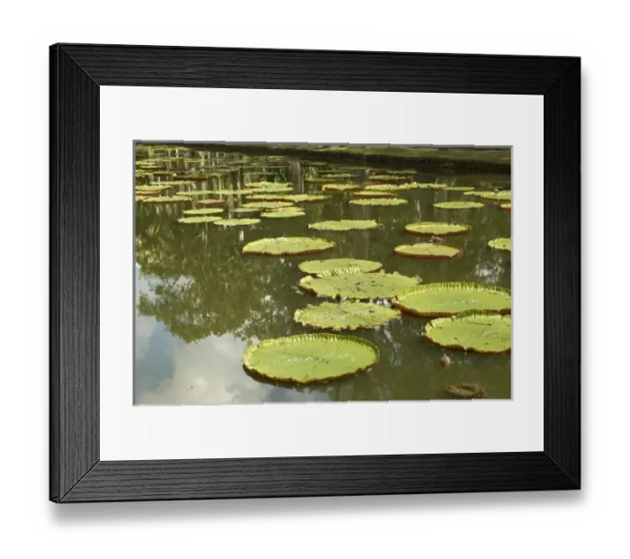 Framed Print : Africa, Mauritius Framed Print : Africa, Mauritius