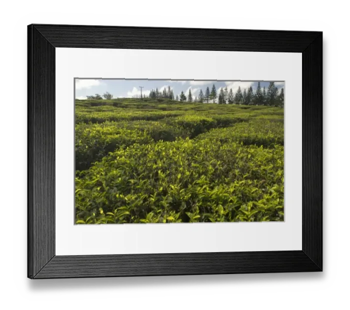 Framed Print : Mauritius. Bois Cheri Tea Estate produces 7 different types of black tea