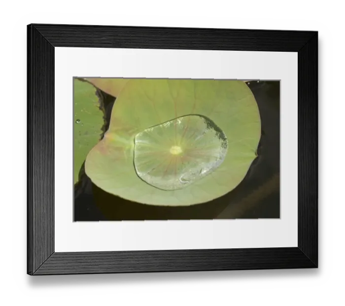 Framed Print : Mauritius, Pamplemousses. Water collected in the leaf of the Nelumho (Nelumbo nucifera) Framed Print : Mauritius, Pamplemousses. Water collected in the leaf of the Nelumho (Nelumbo nucifera)
