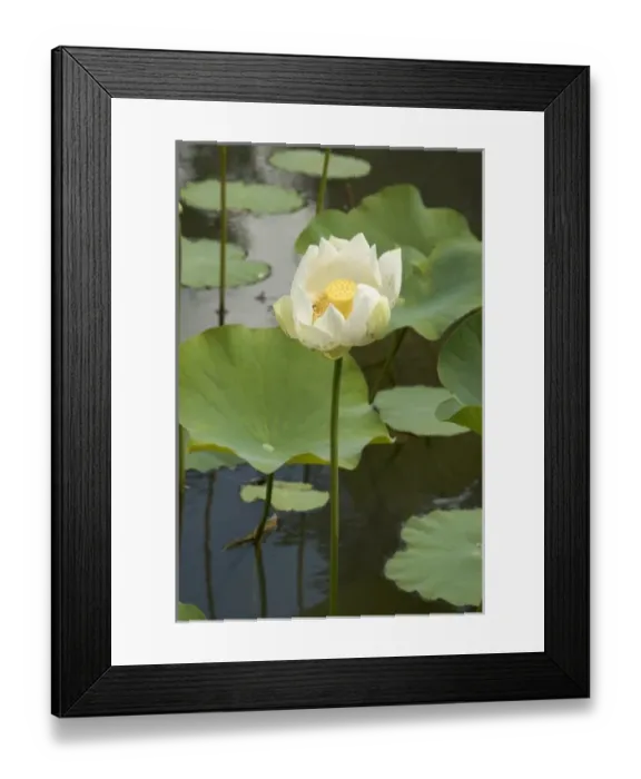 Framed Print : Mauritius, Pamplemousses. The Nelumho (Nelumbo nucifera) found in this Lotus pond