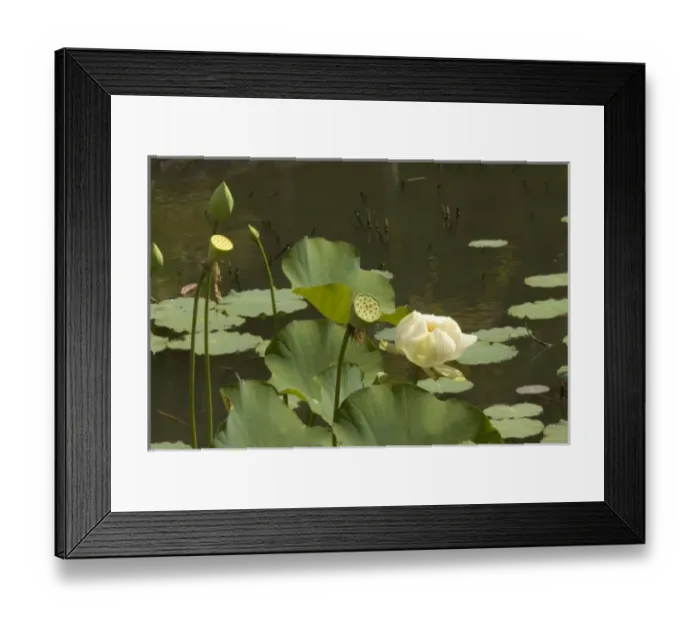 Framed Print : Mauritius, Pamplemousses. The Nelumho (Nelumbo nucifera) found in this Lotus pond Framed Print : Mauritius, Pamplemousses. The Nelumho (Nelumbo nucifera) found in this Lotus pond