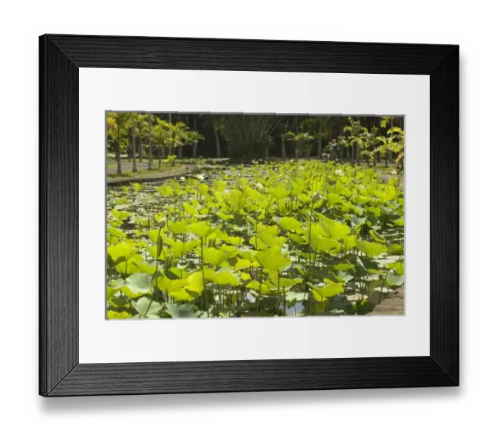 Framed Print : Mauritius, Pamplemousses. The Nelumho (Nelumbo nucifera) found in this Lotus pond Framed Print : Mauritius, Pamplemousses. The Nelumho (Nelumbo nucifera) found in this Lotus pond