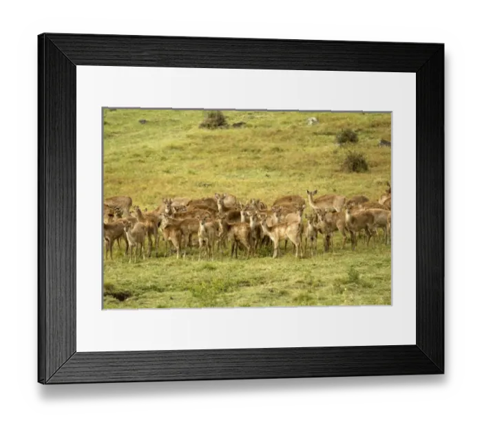 Framed Print : Africa, Mauritius