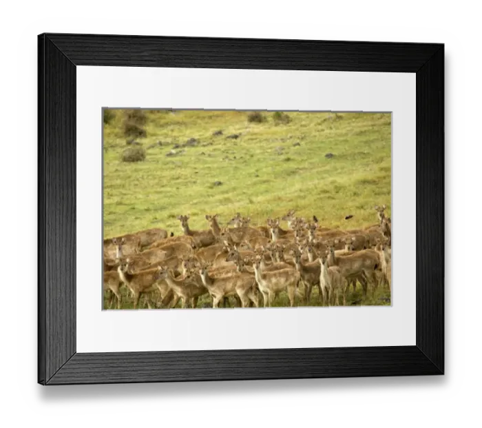 Framed Print : Africa, Mauritius Framed Print : Africa, Mauritius