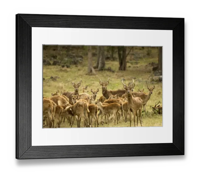 Framed Print : Africa, Mauritius Framed Print : Africa, Mauritius
