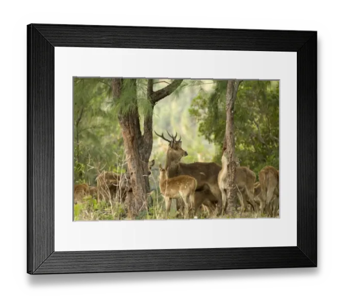 Framed Print : Africa, Mauritius Framed Print : Africa, Mauritius