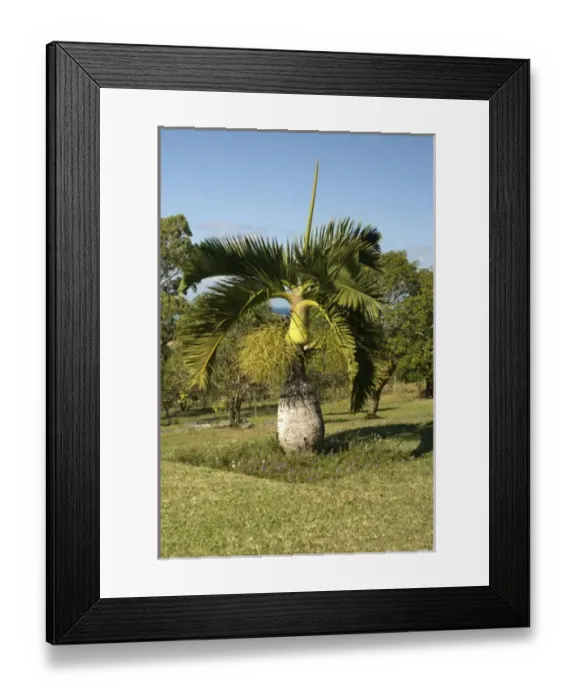 Framed Print : Africa, Mauritius