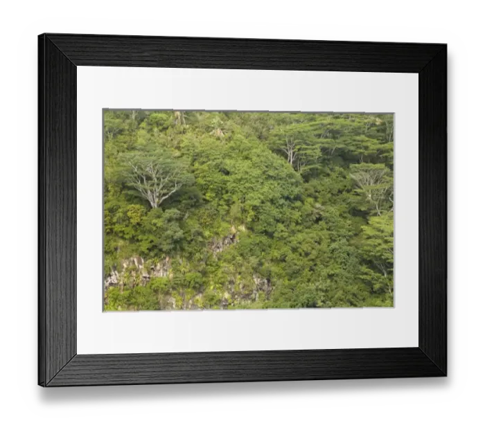 Framed Print : trees near Chamarel Waterfall-highest on Mauritius, over 1000 meter drop, South Mauritius Framed Print : trees near Chamarel Waterfall-highest on Mauritius, over 1000 meter drop, South Mauritius
