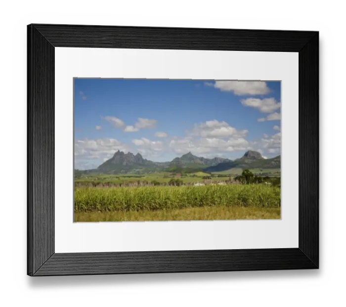 Framed Print : Sugar Cane, Lion Mountain in background, East Mauritius, Africa