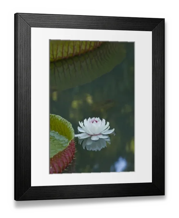 Framed Print : Pond with giant Victoria amazonica water lillies, Sir Seewoosagur Ramgoolam Boatanical Gardens