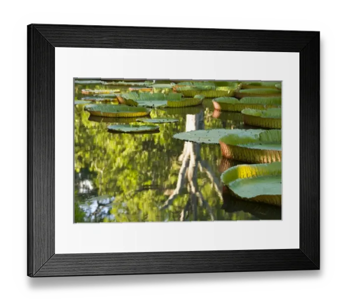 Framed Print : Pond with giant Victoria amazonica water lillies, Sir Seewoosagur Ramgoolam Boatanical Gardens Framed Print : Pond with giant Victoria amazonica water lillies, Sir Seewoosagur Ramgoolam Boatanical Gardens