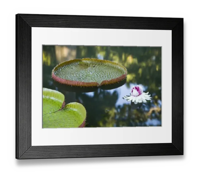 Framed Print : Africa, Mauritius Framed Print : Africa, Mauritius