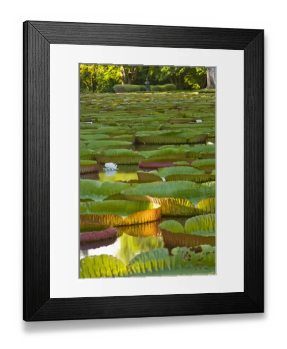 Framed Print : Pond with giant Victoria amazonica water lillies, Sir Seewoosagur Ramgoolam Boatanical Gardens