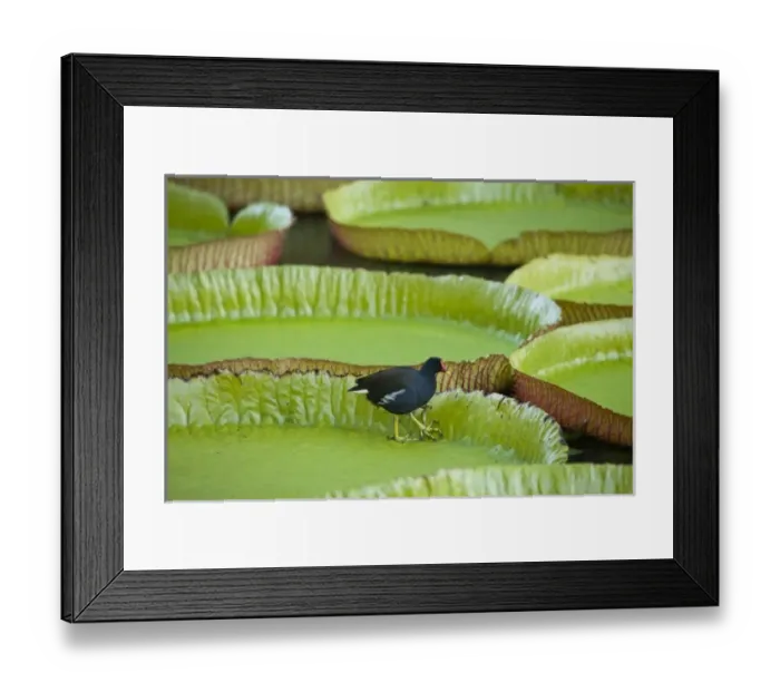 Framed Print : Africa, Mauritius