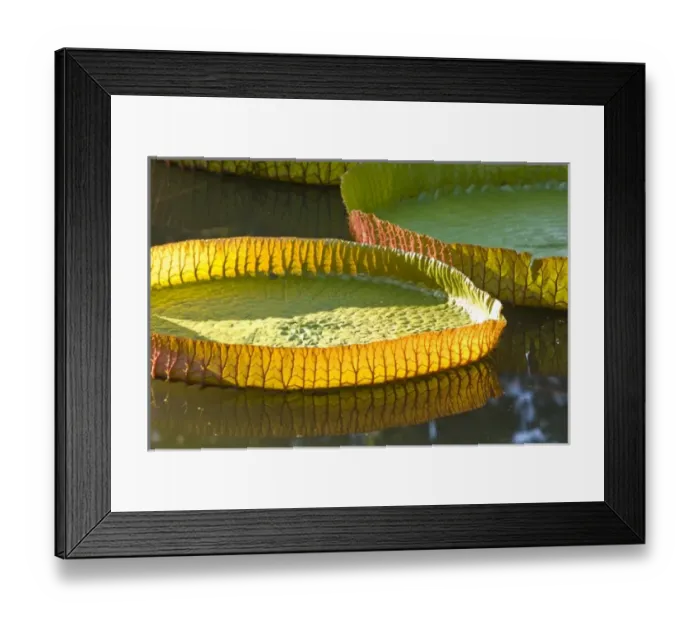 Framed Print : Africa, Mauritius