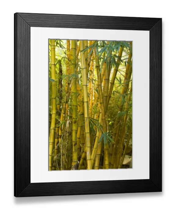 Framed Print : Africa, Mauritius