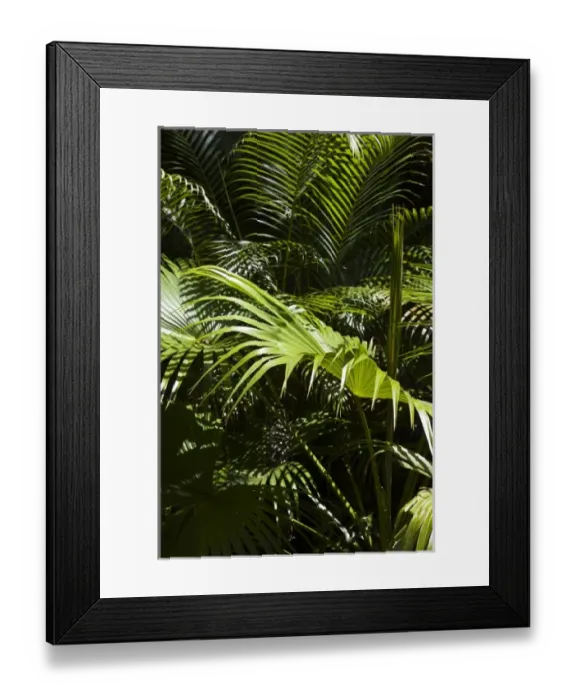Framed Print : Mauritius, Central Mauritius, Moka, palm fronds Framed Print : Mauritius, Central Mauritius, Moka, palm fronds