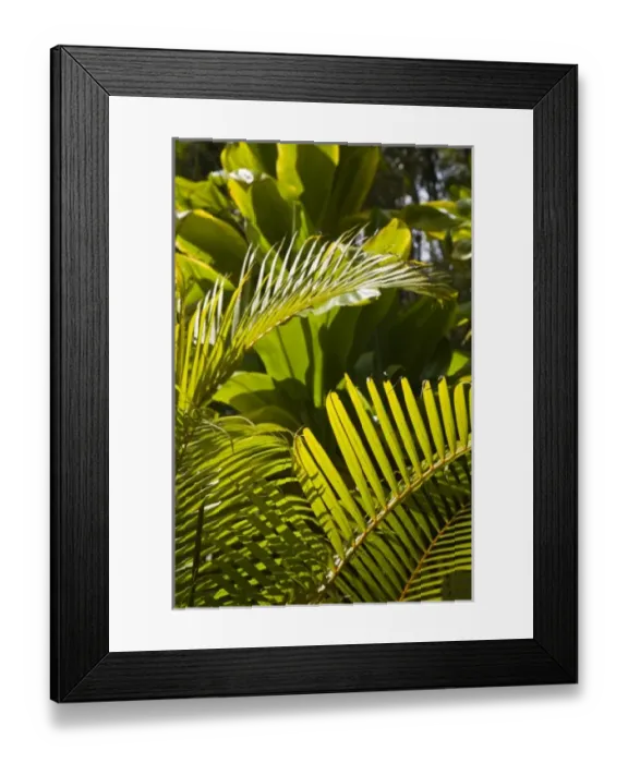 Framed Print : Mauritius, Central Mauritius, Moka, palm fronds Framed Print : Mauritius, Central Mauritius, Moka, palm fronds