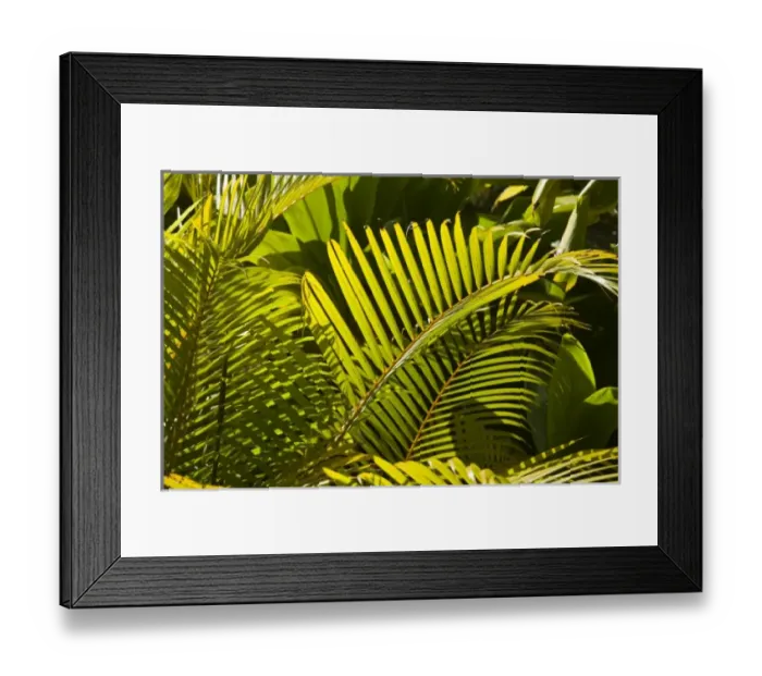 Framed Print : Mauritius, Central Mauritius, Moka, palm fronds Framed Print : Mauritius, Central Mauritius, Moka, palm fronds